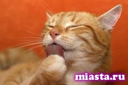 В аэропорту Владивостока кот отобедал на 60 тысяч рублей