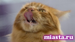 Кот-гурман из Владивостока нашелся