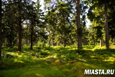 «Лесную амнистию» продлили ещё на 3 года