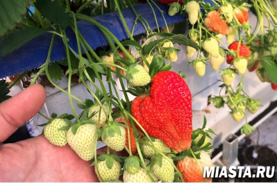 Почта России доставляет садоводам Тюменской области посылки с саженцами из уральских питомников