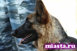 Саперы и кинологи проверят тюменские храмы