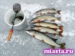 Тюменские рыбаки будут рыбачить по-новому