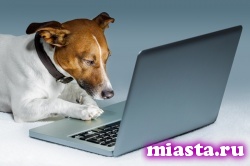 Ученые: Собаки различают добрые и злые лица