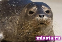 Из-за кризиса зоопарки посадили своих зверей на диеты