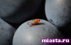 Ученые вновь отправят мух-дрозофил на околоземную орбиту в 2016 году