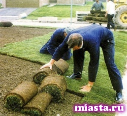 Программу озеленения территорий урезали до 50 миллионов