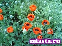 Наркополиция предлагает возродить в РФ выращивание кондитерского мака