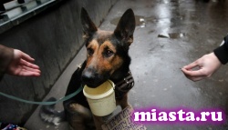 В России, возможно, появятся штрафы для попрошаек с животными