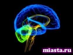 Генетики нашли фрагмент ДНК, влияющий на увеличение объема мозга