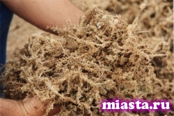 Ямальские ученые хотят создать лекарство из сфагнума