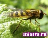 Шмелей в заводоуковское предприятие «РИТЗА» доставляют из Москвы