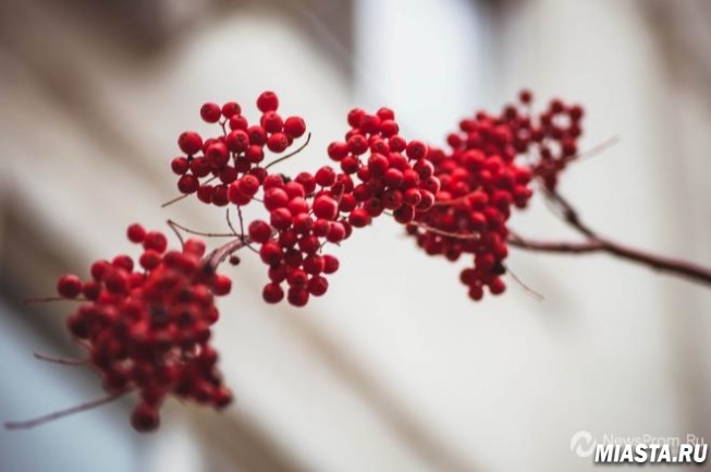 Гнездо журавлей приносит в дом счастье