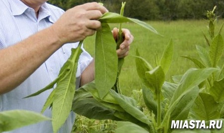 Рак будут лечить с помощью табака