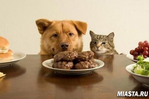 Как укрепить силу воли? Советы от Папы Самоконтроля .