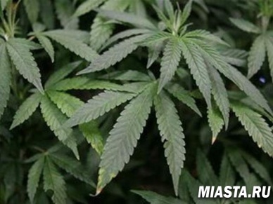 Директор мебельной фирмы в Красноярске выращивал в цеху коноплю