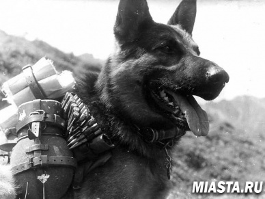 В Тюмени установят памятник фронтовой собаке