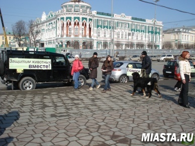 Тюмень присоединится к автопробегу в защиту бездомных животных