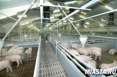 В Тюменской области появится один из крупнейших в Европе свинокомплексов
