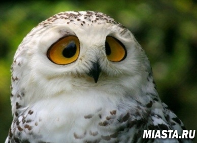 Возможно, вы не знали…