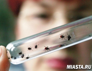 Более 500 человек пострадали от укусов клещей