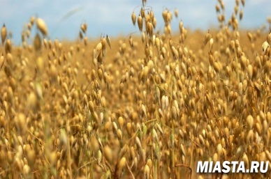 Сегодня к человеку маята пристает