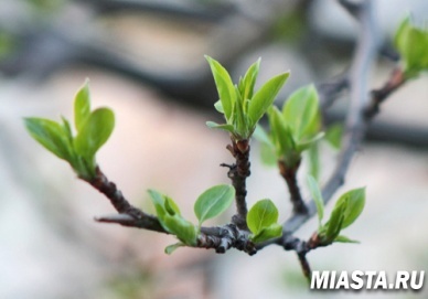 Проси Артема и еще восемь мучеников, чтобы не слепило и с ног не валило