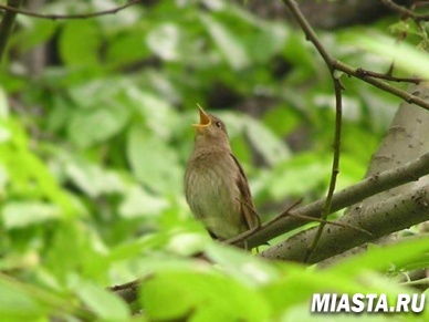 Сегодня начинают петь соловьи