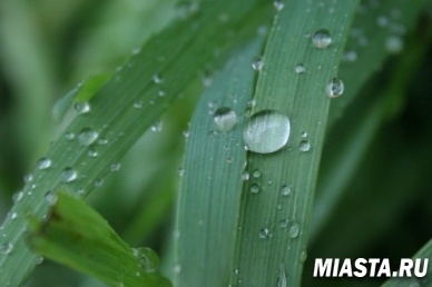 Пришло время кататься по росе