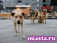 С 16 июня в Тюмени вновь начинается отлов бездомных собак