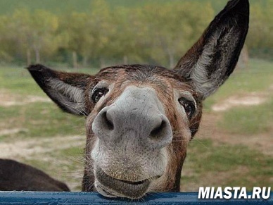 Осла выпустили из тюрьмы в Мексике