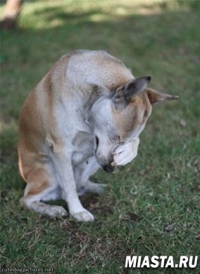 Тюменцев призывают разбить копилки для помощи животным