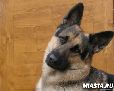 Британская старушка покусала напавшую на ее терьера немецкую овчарку.