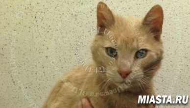 Пропавшего 15 лет назад кота нашли за тысячи километров от дома