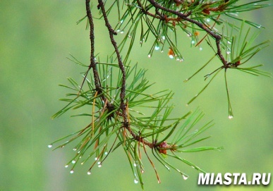 Если на Мефодия дождь – идти ему 40 дней