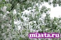 Тополиный пух опасен не только для алергетиков