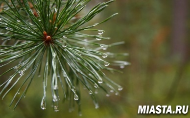 Омельян пришел, грибов-ягод нашел