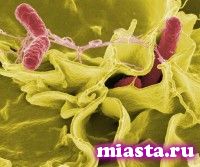 Сальмонеллез в Ишиме