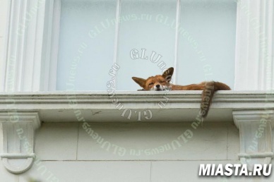 Спящая на подоконнике лиса удивила прохожих