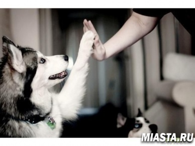 В Тюмени состоится «Лапа дружбы»