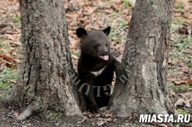 Посетителей парка в Китае эвакуировали из-за российского медвежонка