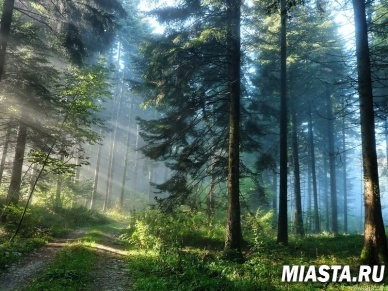 Россия оказалась на первом месте по числу деревьев на планете