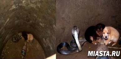 Когда щенки упали в яму с коброй, все были готовы к худшему... Но финал оказался непредсказуемым!