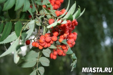 По народному календарю – день Анфисы и двух Пименов