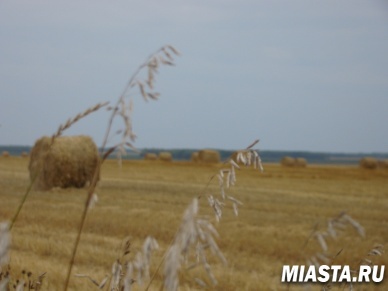 Красно поле снопами, а гумно — скирдами