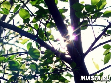 В Тюмени создадут дерево «Мир во всем мире»