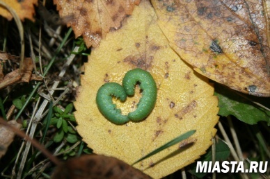 Пришла пора выбирать женихов
