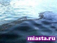 В Сургуте обнаружен очередной разлив нефти