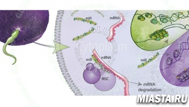 Мужчины передают реакцию на стресс по наследству