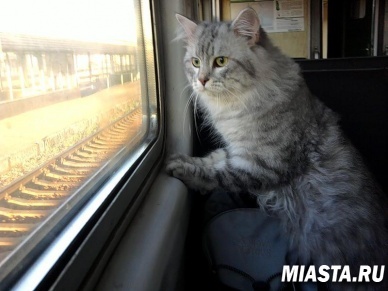 На железной дороге появятся вагоны для поездки с животными
