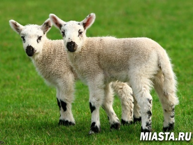 В Китае построят крупнейшую в мире фабрику клонов